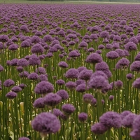 Allium  'Gladiator' Photo: J. Amand